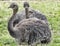 Pair of Rhea birds