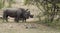 Pair of Rhino, Rhinoceros, walking to right, both displaying rhino horns