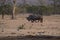 Pair of Rhino, Rhinoceros, walking to water hole in late afternoon sun,