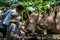 A pair of rhinoceros being fed by visitors to the Singapore Zoo in Singapore.