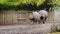 A pair of rhinoceros walking along the fence