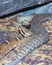 A Pair of Ridge-nosed Rattlesnakes, Crotalus willardi