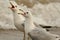 Pair of Ring Billed Gulls Calling