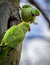 A pair of ring neck parakeet