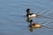 A Pair of Ring-Necked Ducks