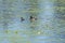 A pair of Ring Necked Ducks in a North Woods Pond