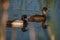 Pair of Ring necked ducks at the pond