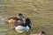 A pair of a Ring-necked ducks swimming in the pond.