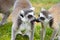 Pair of Ring-tailed lemur animals, Lemur catta, in a zoological garden