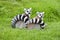 A Pair of Ringtail Lemurs