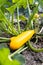 Pair of ripe golden zucchinis in garden close up