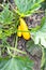 Pair of ripe golden zucchinis in vegetable garden