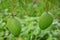 The pair of ripe green mango with leaves and branch.