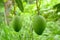 The pair of ripe green mango with leaves and branch.