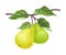 Pair of ripe pears on a branch. Vector illustration on a white background.