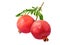 Pair of ripe pomegranate hanging with branch