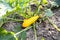 Pair of ripe yellow zucchinis on ground in garden