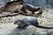 Pair of river otters