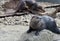 Pair of river otters