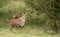 A pair of Roan Antelope