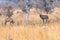 pair of roan antelopes in the savanna of the caprivi strip in Namibia in africa