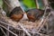 pair of robins building their nest in the springtime