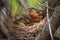 pair of robins building their nest in the springtime