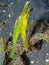 Pair of robust ghost pipefish, Solenostomus cyanopterus. Lembeh, Indonesia