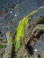 Pair of robust ghost pipefish, Solenostomus cyanopterus. Lembeh, Indonesia