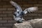 Pair of Rock Dove mating