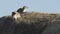 a pair of rock hyrax enjoying morning sun at serengeti