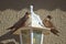 Pair of rock martins on outside light