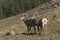 Pair of Rocky Mountain Sheep rams on slope in Alberta