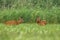 Pair of roe deer standing on field in summertime.