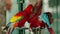 Pair of romantic scarlet macaw, red parrot
