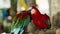 pair of romantic scarlet macaw, red parrot kissing