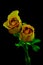 Pair of romantic topaz yellow roses on dark background