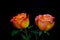 Pair of rosa caribbean or caribbean roses against black background