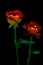 Pair of rose leonidas presented against black background