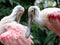 The pair of Roseate Spoonbill Platalea Ajaja