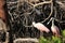 Pair of Roseate spoonbills in Goodland Florida on Marco Island