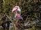 Pair of Roseate Spoonbills over their New Nest