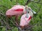 A pair of Roseate spoonbills preparing their nest.