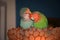 A pair of rosy-faced lovebird parakeets at lamp