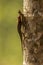 A pair of Rouxâ€™s forest lizard mating on a tree inside a rainforest