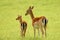 Pair of royal deers, a mother and her kiddling