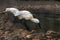 A pair of Royal Spoonbills (Platalea regia) drinking water