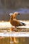 A Pair of Ruddy shelduck in Goldenlight