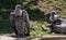 A Pair of Ruppell`s Vulture Alone on a Log