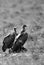 A pair of Ruppells Griffon Vultures